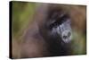 Close-Up of Mountain Gorilla-Paul Souders-Stretched Canvas