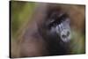 Close-Up of Mountain Gorilla-Paul Souders-Stretched Canvas