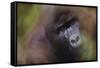 Close-Up of Mountain Gorilla-Paul Souders-Framed Stretched Canvas