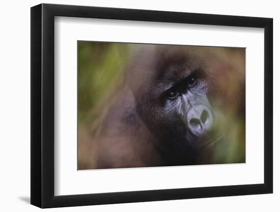 Close-Up of Mountain Gorilla-Paul Souders-Framed Premium Photographic Print