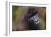 Close-Up of Mountain Gorilla-Paul Souders-Framed Photographic Print