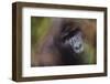 Close-Up of Mountain Gorilla-Paul Souders-Framed Photographic Print