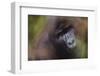 Close-Up of Mountain Gorilla-Paul Souders-Framed Photographic Print