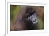 Close-Up of Mountain Gorilla-Paul Souders-Framed Photographic Print