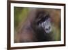 Close-Up of Mountain Gorilla-Paul Souders-Framed Photographic Print