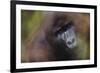 Close-Up of Mountain Gorilla-Paul Souders-Framed Photographic Print