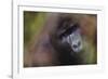 Close-Up of Mountain Gorilla-Paul Souders-Framed Photographic Print