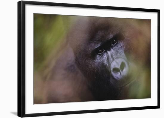 Close-Up of Mountain Gorilla-Paul Souders-Framed Photographic Print