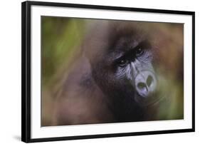 Close-Up of Mountain Gorilla-Paul Souders-Framed Photographic Print