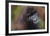 Close-Up of Mountain Gorilla-Paul Souders-Framed Photographic Print