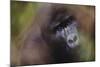 Close-Up of Mountain Gorilla-Paul Souders-Mounted Photographic Print