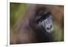 Close-Up of Mountain Gorilla-Paul Souders-Framed Photographic Print