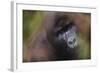 Close-Up of Mountain Gorilla-Paul Souders-Framed Photographic Print