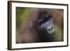 Close-Up of Mountain Gorilla-Paul Souders-Framed Photographic Print