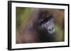 Close-Up of Mountain Gorilla-Paul Souders-Framed Photographic Print