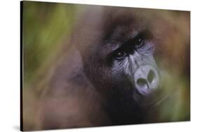 Close-Up of Mountain Gorilla-Paul Souders-Stretched Canvas