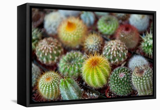 Close-Up of Multi-Colored Cacti-null-Framed Stretched Canvas