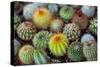 Close-Up of Multi-Colored Cacti-null-Stretched Canvas