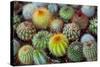 Close-Up of Multi-Colored Cacti-null-Stretched Canvas