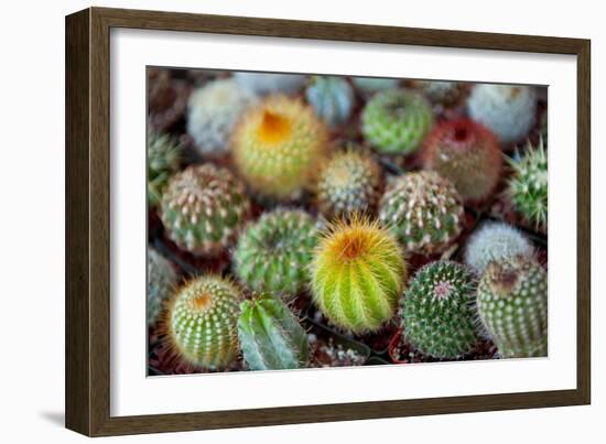 Close-Up of Multi-Colored Cacti-null-Framed Photographic Print