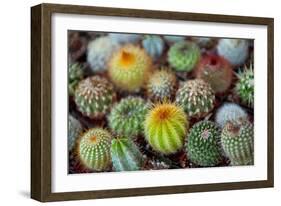 Close-Up of Multi-Colored Cacti-null-Framed Photographic Print