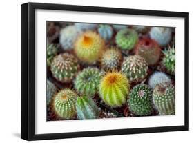 Close-Up of Multi-Colored Cacti-null-Framed Photographic Print