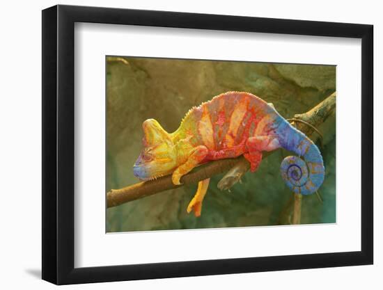 Close-Up of Multicolored Chameleon on Tree Branch-DawidKasza-Framed Photographic Print