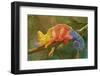 Close-Up of Multicolored Chameleon on Tree Branch-DawidKasza-Framed Photographic Print