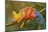 Close-Up of Multicolored Chameleon on Tree Branch-DawidKasza-Mounted Photographic Print