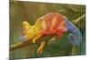 Close-Up of Multicolored Chameleon on Tree Branch-DawidKasza-Mounted Photographic Print