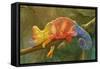 Close-Up of Multicolored Chameleon on Tree Branch-DawidKasza-Framed Stretched Canvas
