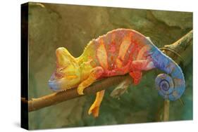 Close-Up of Multicolored Chameleon on Tree Branch-DawidKasza-Stretched Canvas