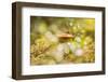 Close-up of mushroom, bokeh foreground and background-Paivi Vikstrom-Framed Photographic Print