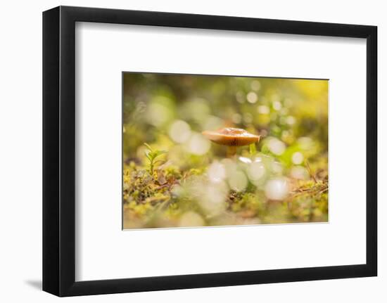 Close-up of mushroom, bokeh foreground and background-Paivi Vikstrom-Framed Photographic Print