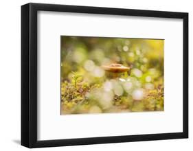 Close-up of mushroom, bokeh foreground and background-Paivi Vikstrom-Framed Photographic Print