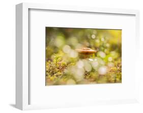 Close-up of mushroom, bokeh foreground and background-Paivi Vikstrom-Framed Photographic Print