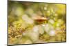 Close-up of mushroom, bokeh foreground and background-Paivi Vikstrom-Mounted Photographic Print