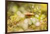 Close-up of mushroom, bokeh foreground and background-Paivi Vikstrom-Framed Photographic Print