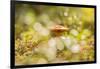 Close-up of mushroom, bokeh foreground and background-Paivi Vikstrom-Framed Photographic Print