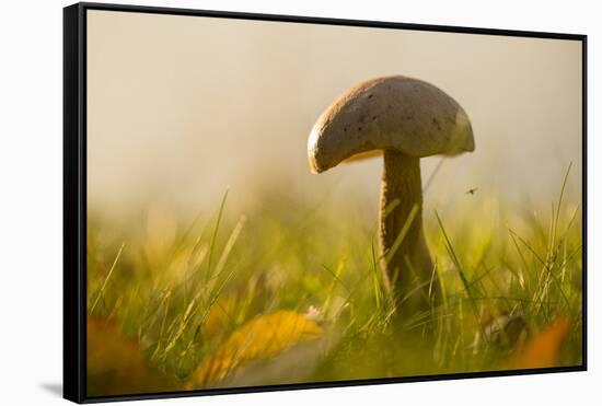 Close-up of mushroom in sun light-Paivi Vikstrom-Framed Stretched Canvas
