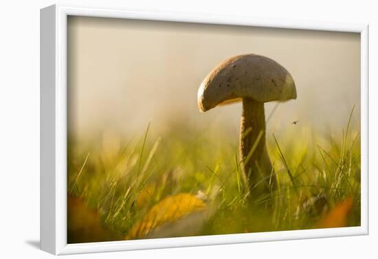 Close-up of mushroom in sun light-Paivi Vikstrom-Framed Photographic Print