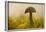 Close-up of mushroom in sun light-Paivi Vikstrom-Framed Photographic Print