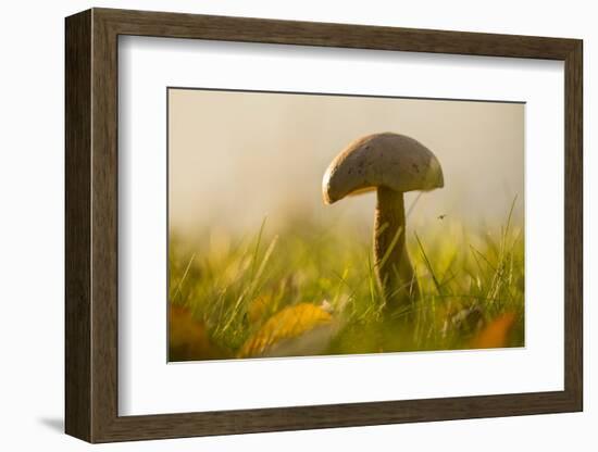 Close-up of mushroom in sun light-Paivi Vikstrom-Framed Photographic Print