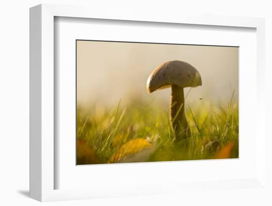 Close-up of mushroom in sun light-Paivi Vikstrom-Framed Photographic Print