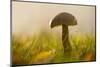 Close-up of mushroom in sun light-Paivi Vikstrom-Mounted Photographic Print