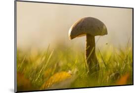 Close-up of mushroom in sun light-Paivi Vikstrom-Mounted Photographic Print