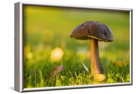 Close-up of mushroom in sunlight, bright nature green background-Paivi Vikstrom-Framed Photographic Print