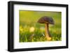 Close-up of mushroom in sunlight, bright nature green background-Paivi Vikstrom-Framed Photographic Print