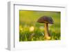 Close-up of mushroom in sunlight, bright nature green background-Paivi Vikstrom-Framed Photographic Print