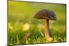 Close-up of mushroom in sunlight, bright nature green background-Paivi Vikstrom-Mounted Photographic Print